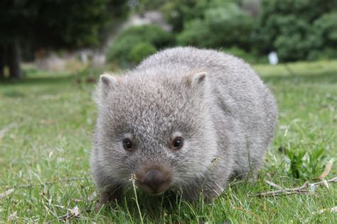 Wombat .